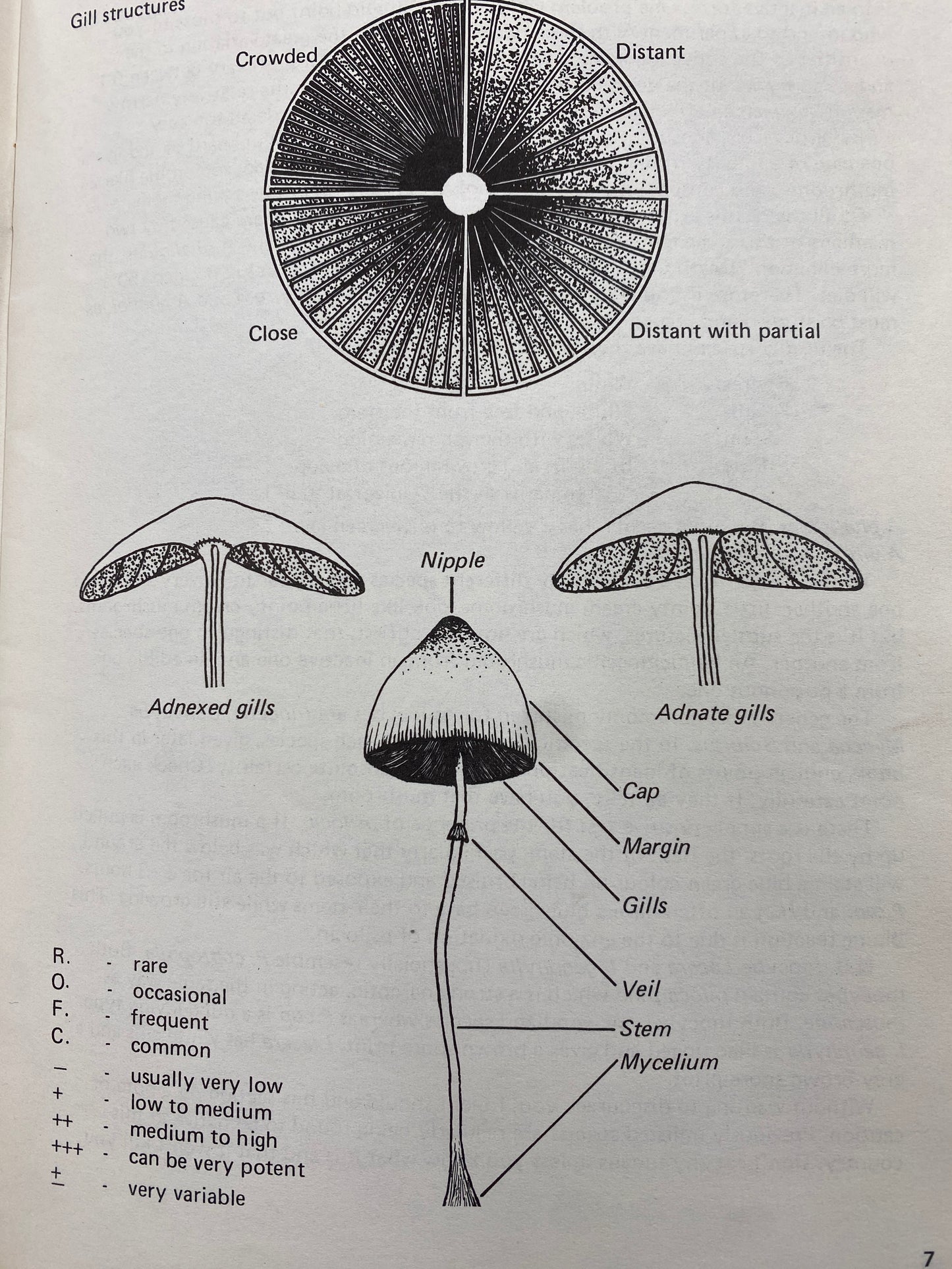 A GUIDE TO BRITISH PSILOCYBIN MUSHROOMS (1978)