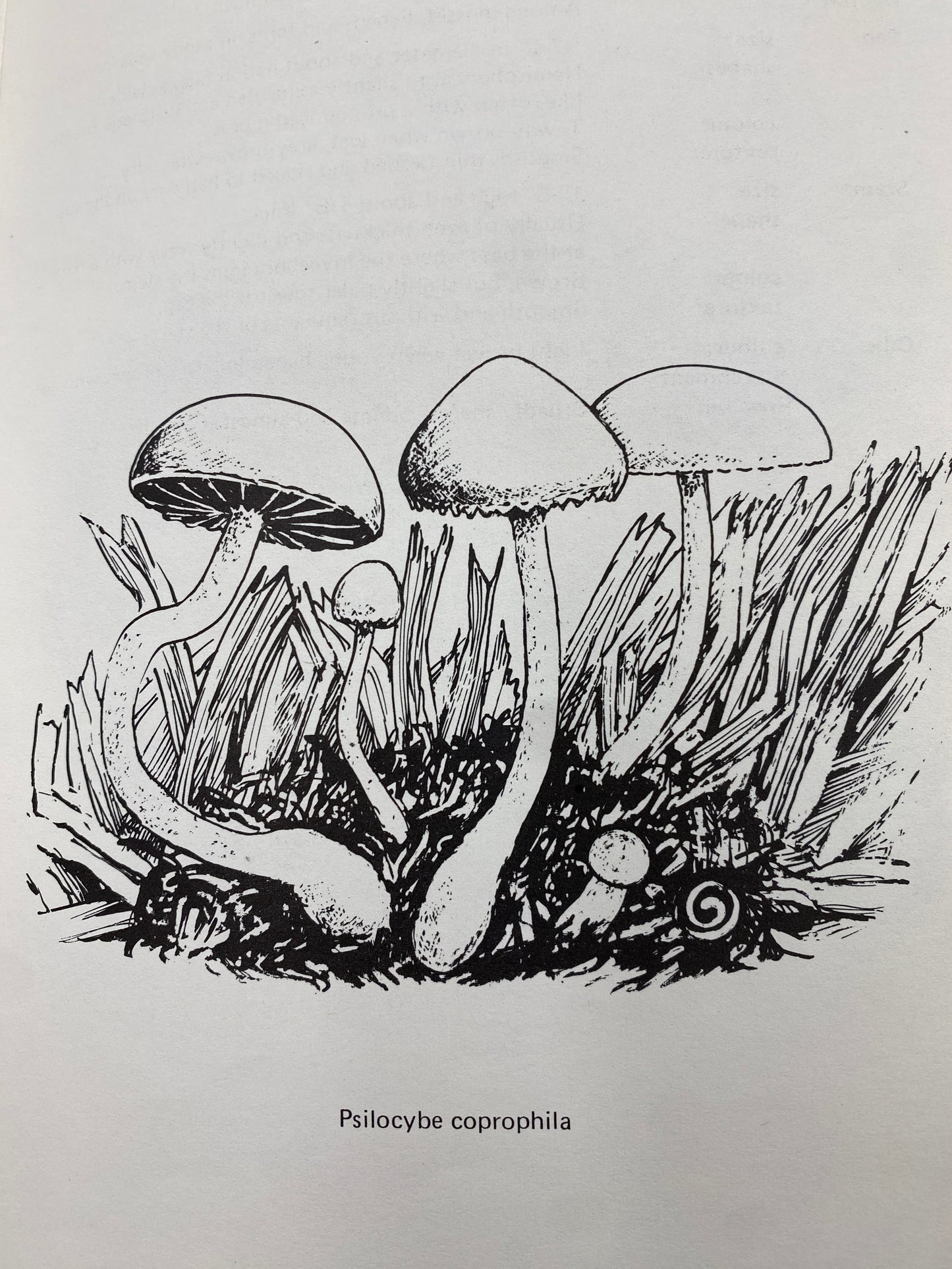 A GUIDE TO BRITISH PSILOCYBIN MUSHROOMS (1978)