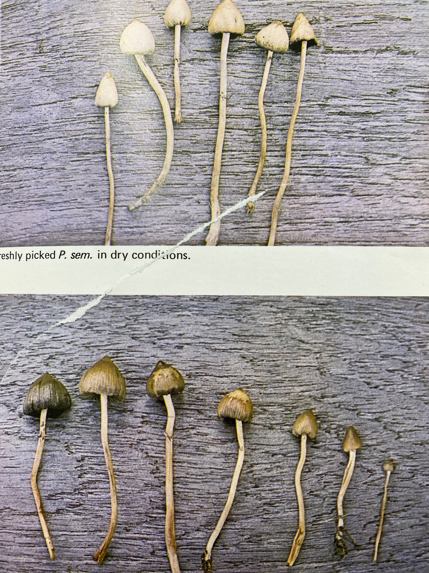 A GUIDE TO BRITISH PSILOCYBIN MUSHROOMS (1978)