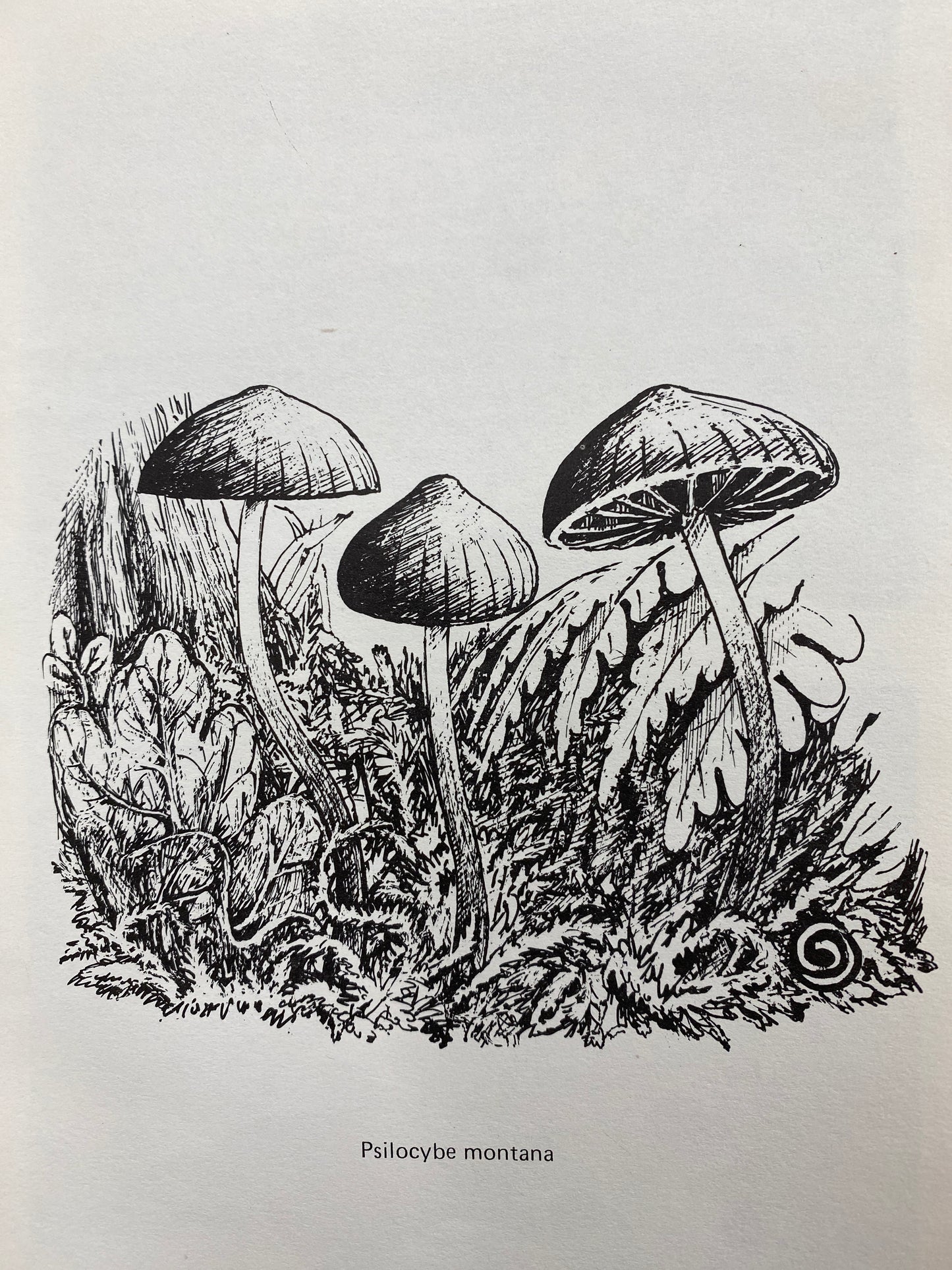 A GUIDE TO BRITISH PSILOCYBIN MUSHROOMS (1978)