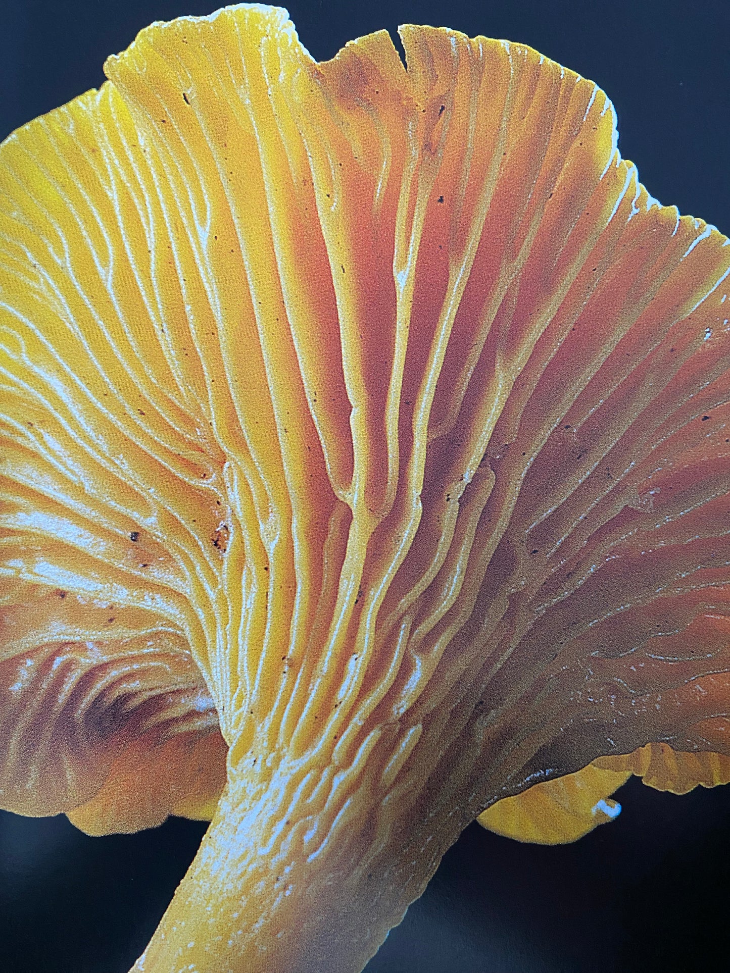 Paul Starosta - Fungi (1999)