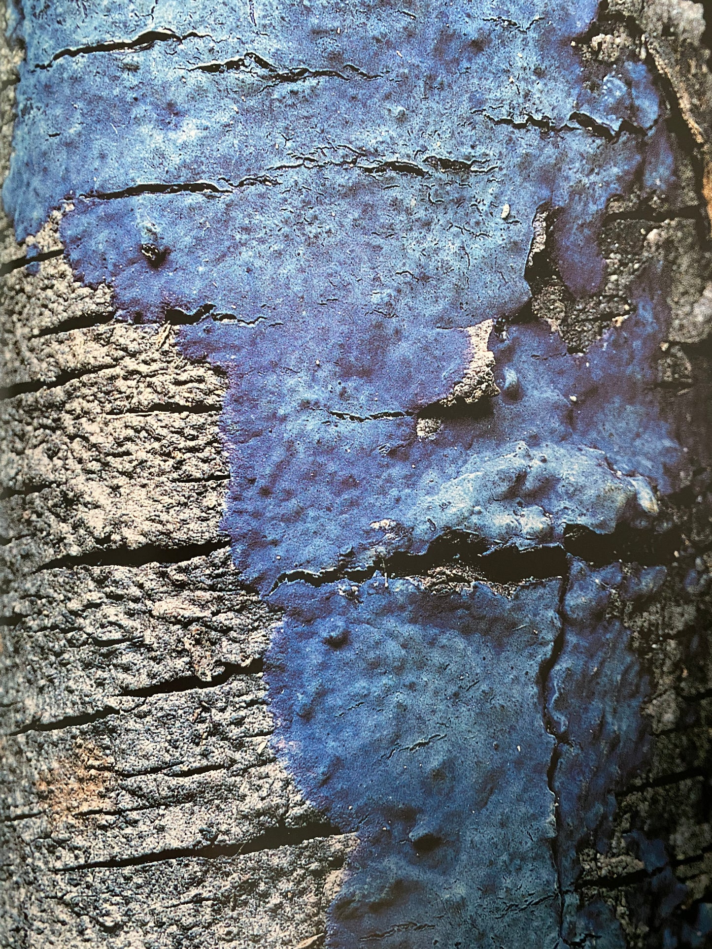 Paul Starosta - Fungi (1999)